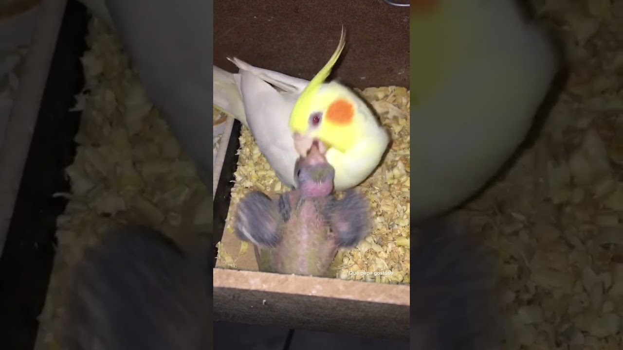 mam&atilde;e calopsita alimentando o filhote