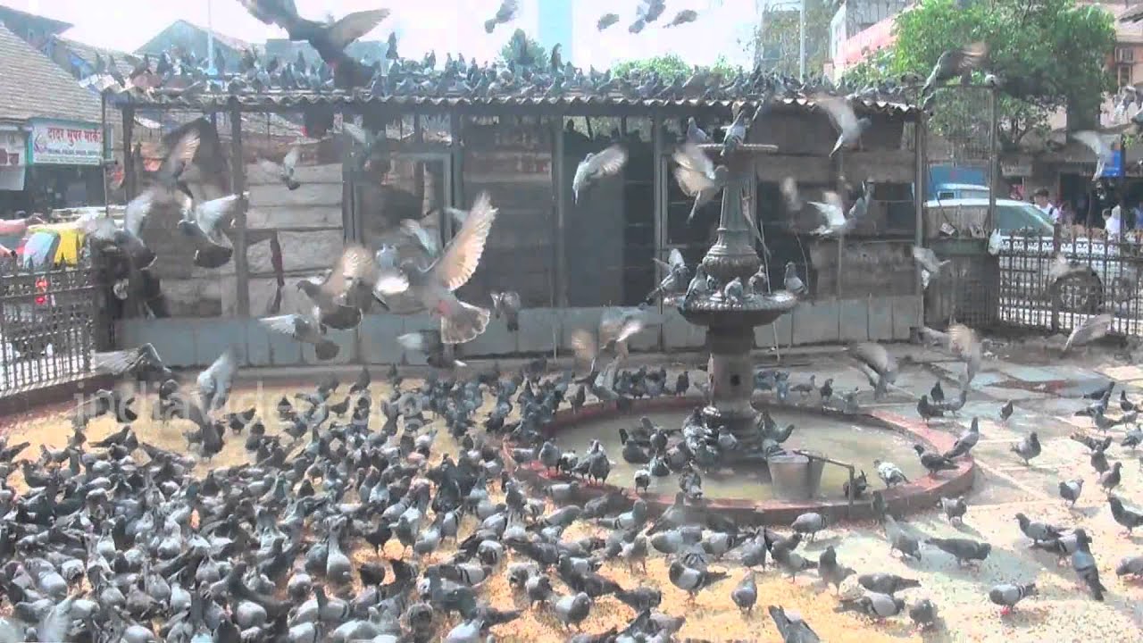 Dadar Kabutar khana in Mumbai