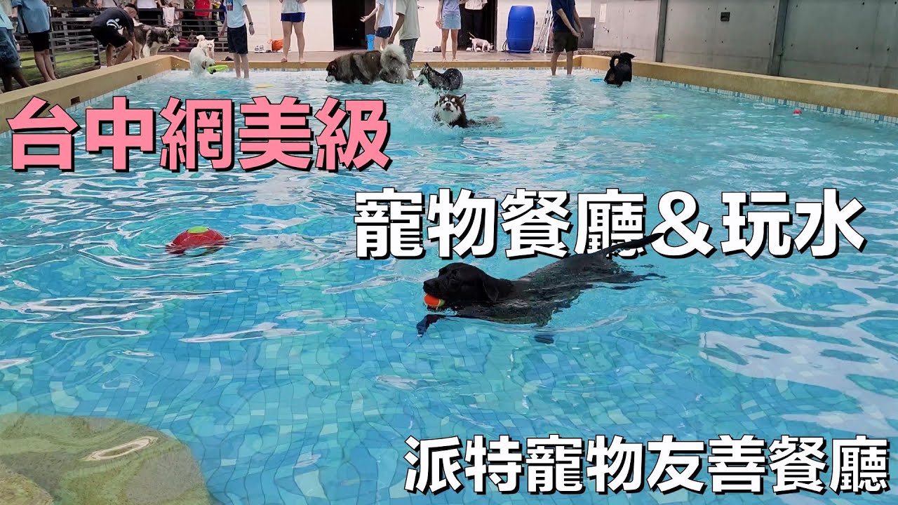 台中網美級寵物友善餐廳，拍網美照、聚餐、玩水，一次完成，派特寵物友善餐廳開箱。夏天必去台中景點