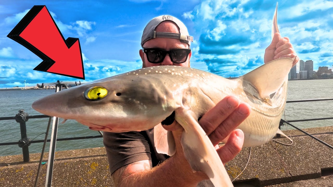 The River Mersey is HIDING These Giants! (Smooth Hound Mission)