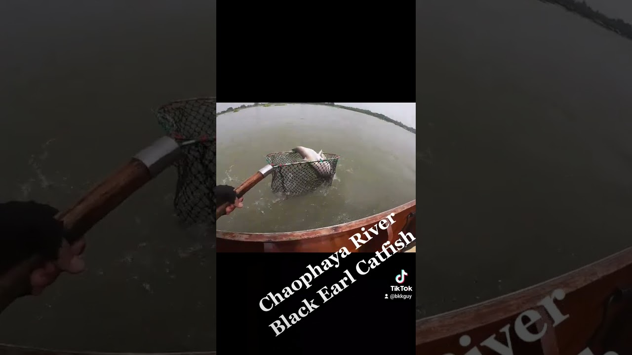 Chaophaya River Black Earl Catfish Fishing Thailand 🇹🇭 #bkkguy #bkkfishingtour #blackearlcatfish