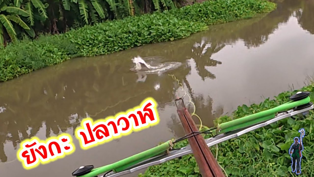 เจอปลาใหญ่ระทึกใจทั้งหมู่บ้าน