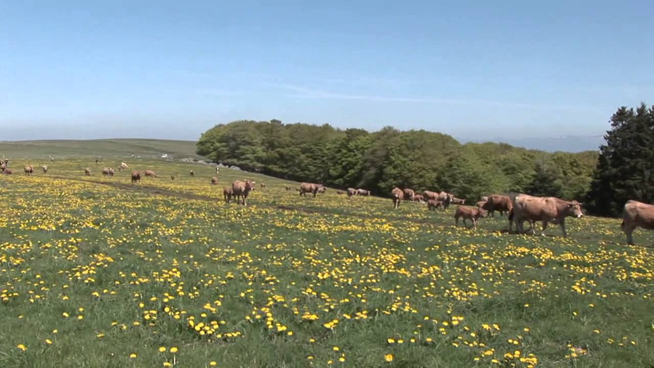 AUBRAC TRANSHUMANCE VALADIER