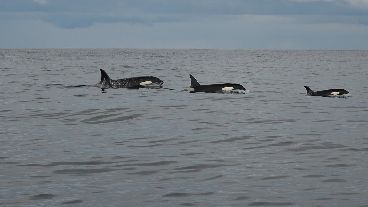 Meeting with killer whales