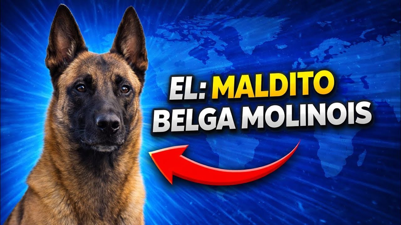 💥 El Maldito Pastor Belga Malinois Que Te Dejará Sin Palabras 😱🐾