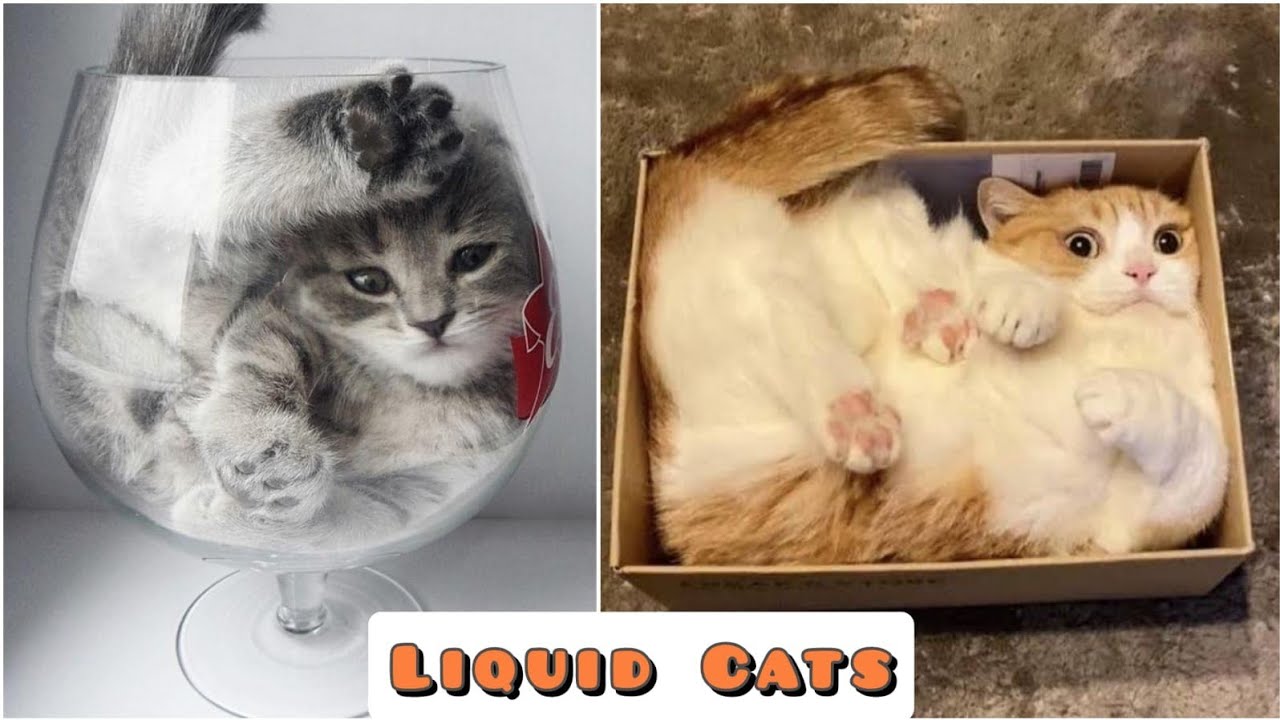 Cats Are Liquid - Try Not To Laugh - Funny Cats Compilation 2021