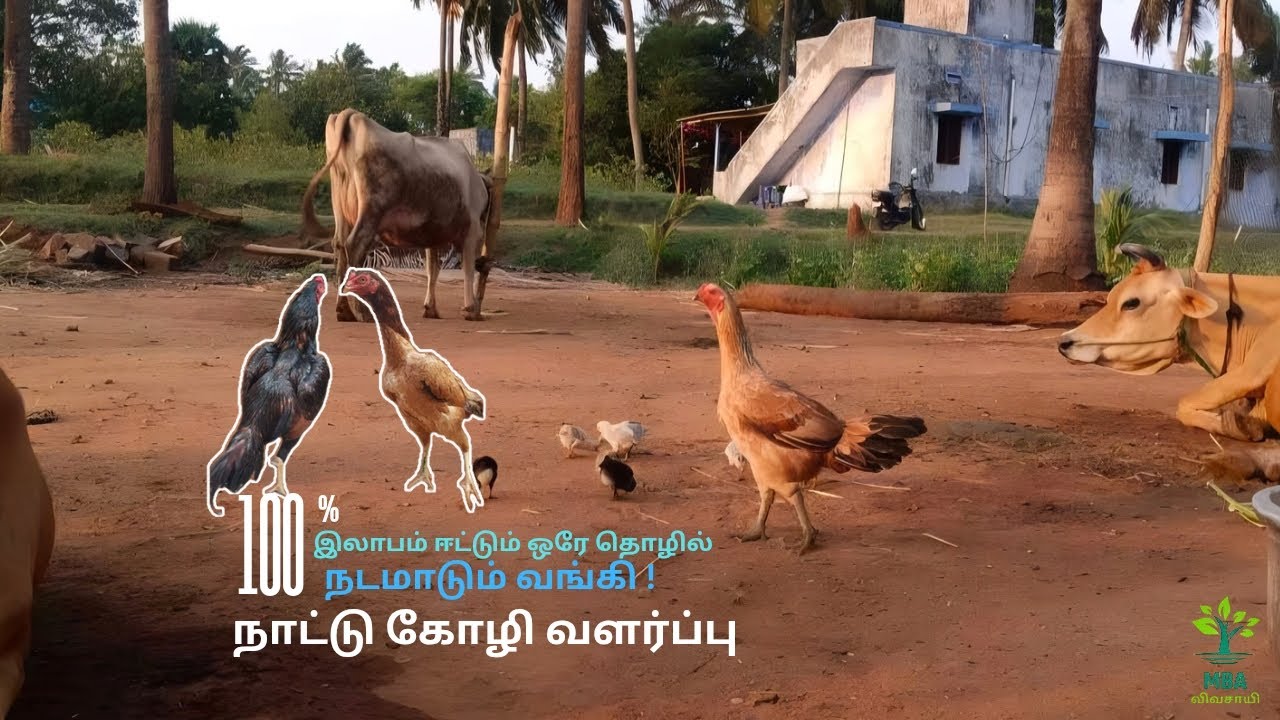₹5000 முதலீட்டில் நாட்டு கோழி வளர்ப்பு | வீட்டிலேயே ஆரம்பிக்கலாம்!