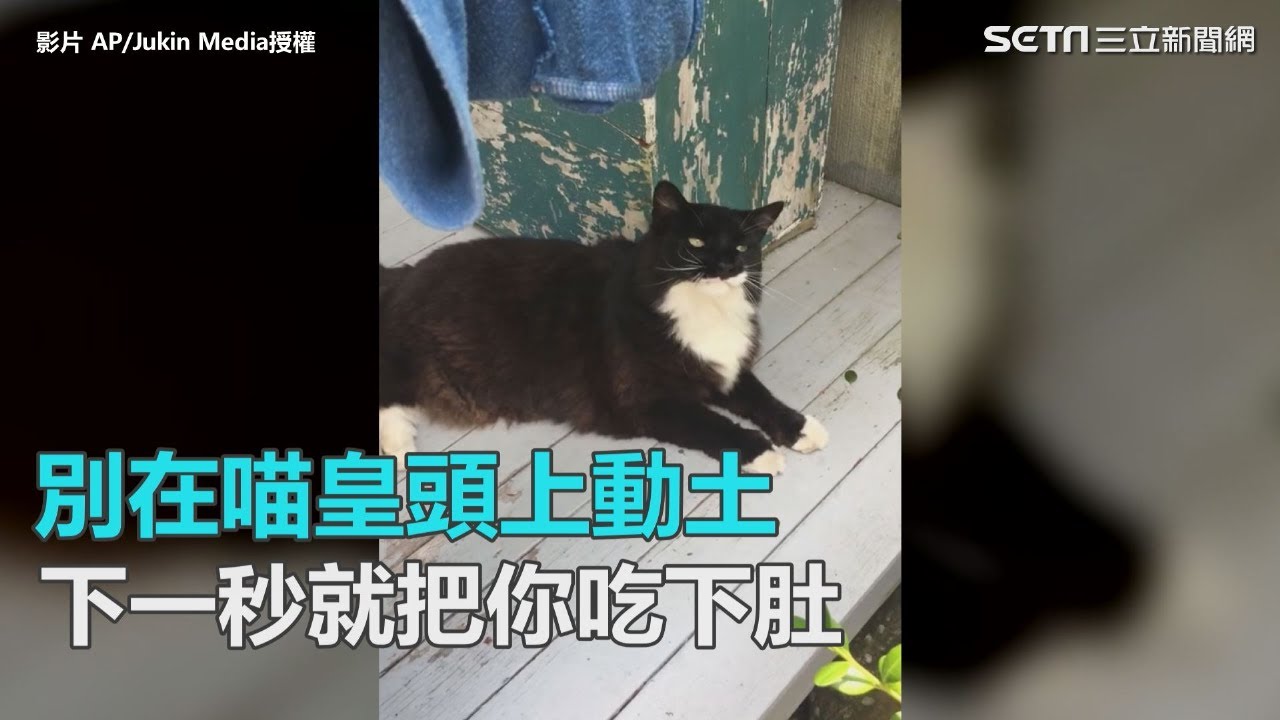 別在喵皇頭上動土　下一秒就把你吃下肚｜三立新聞網SETN.com