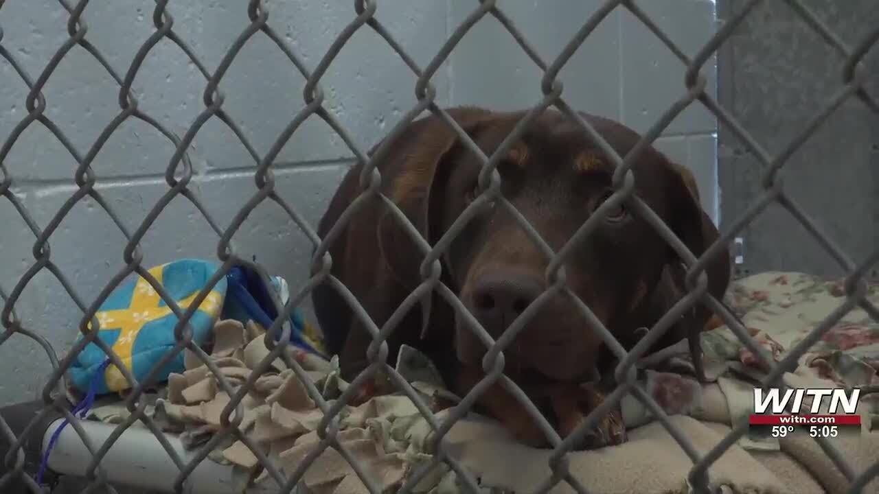 Craven County animal shelter overflowing