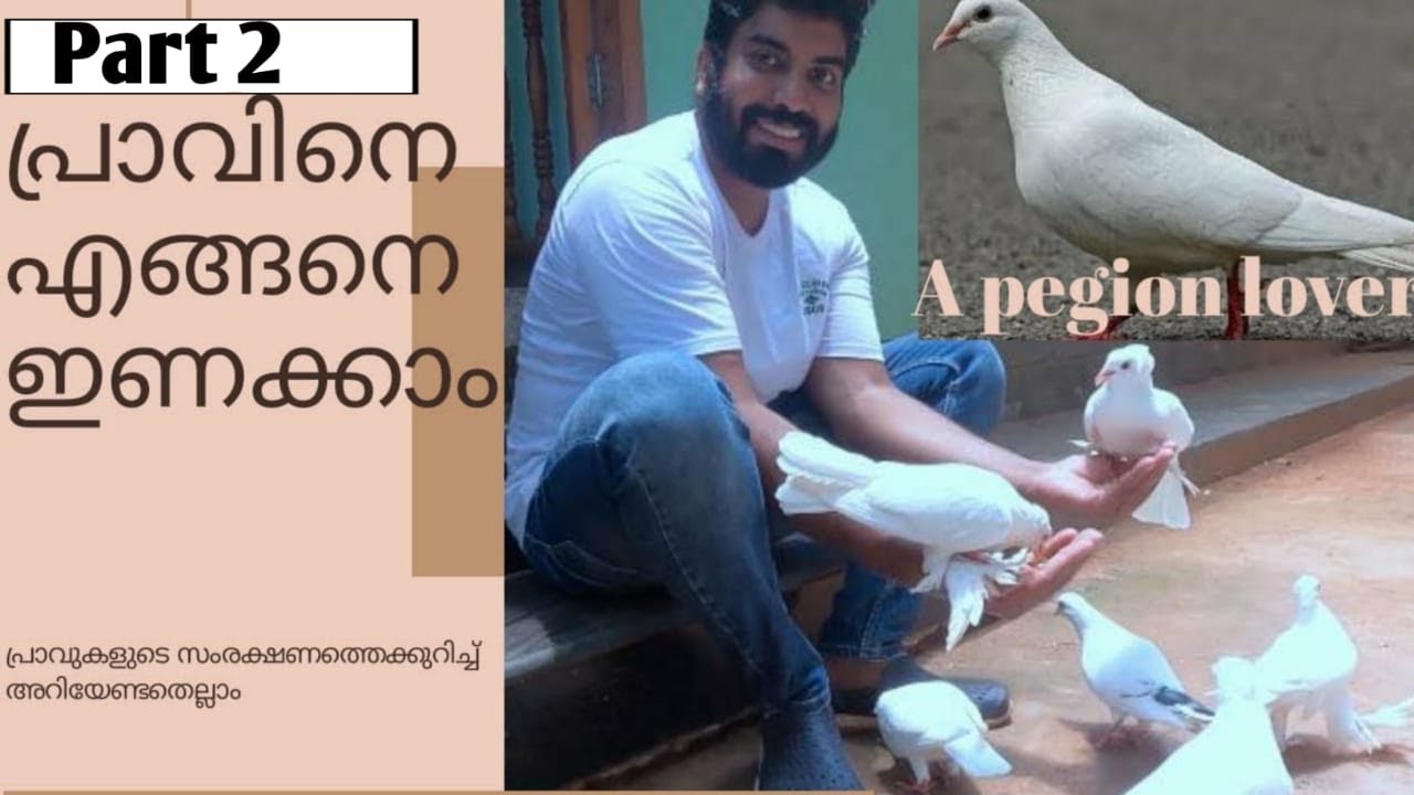 പ്രാവിനെ എങ്ങനെ ഇണക്കാം -How to train pigeon to take food from hand.//How to train 