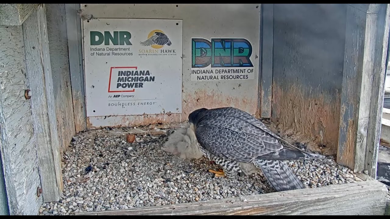I&M Falcon Cam