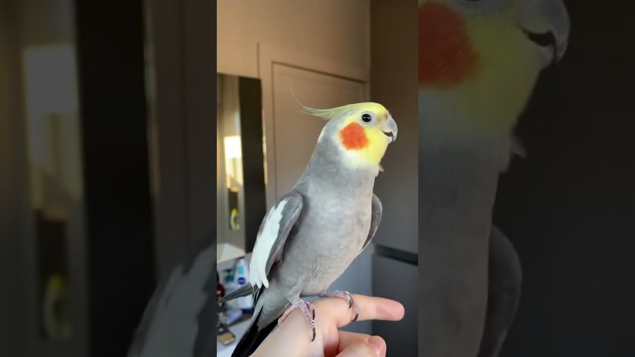 Ninfa Cantando para distraerse de su mal d&iacute;a.