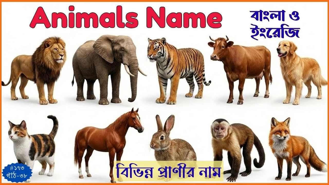 Animals Name in Bengali and English | বিভিন্ন প্রাণীর নাম বাংলায় ও ইংরেজিতে | পশুপাখির নাম শিখি