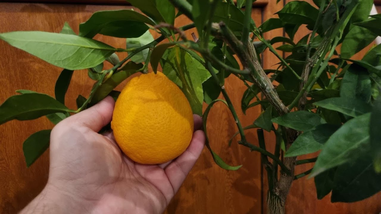 A magyar narancs a val&oacute;s&aacute;gban finomabb! Kipr&oacute;b&aacute;ltuk!