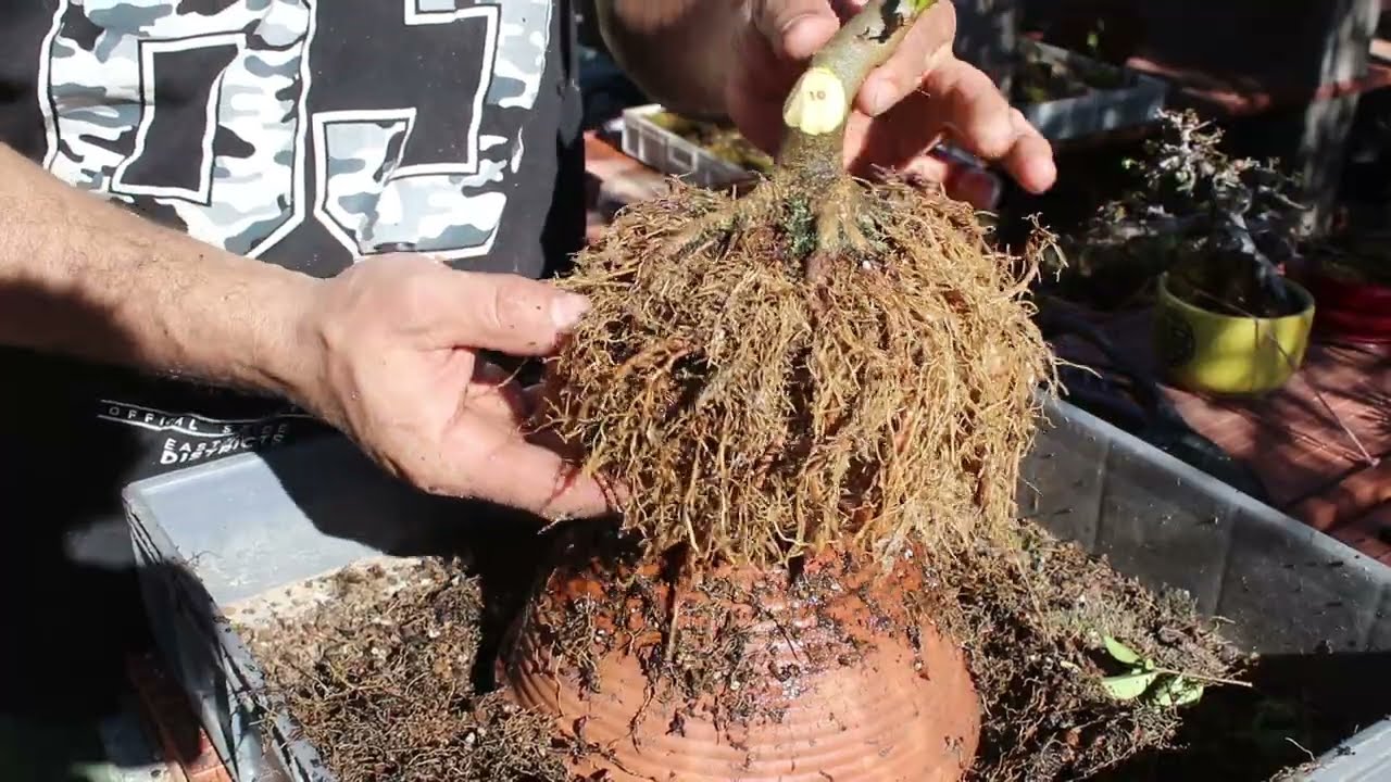 Trasplante y formación del nebari en ligustrina 