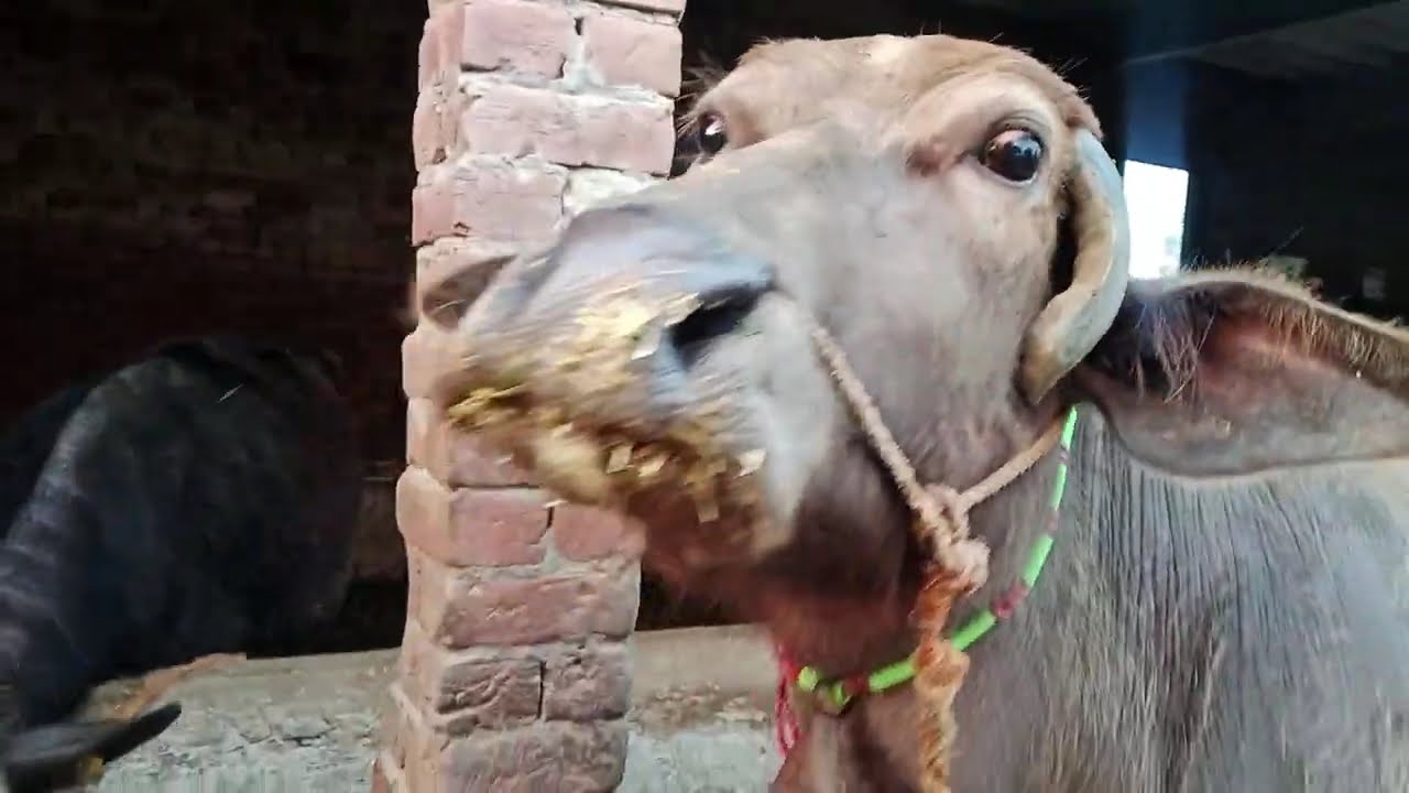 Desi Farmhouse Vlog | Bhainson Ki Care & Masti”funny 