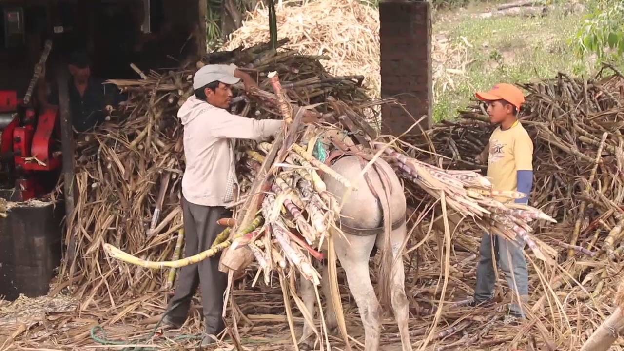 Elaboración de panela Artesanal/San Pedro/Loja-Ecuador