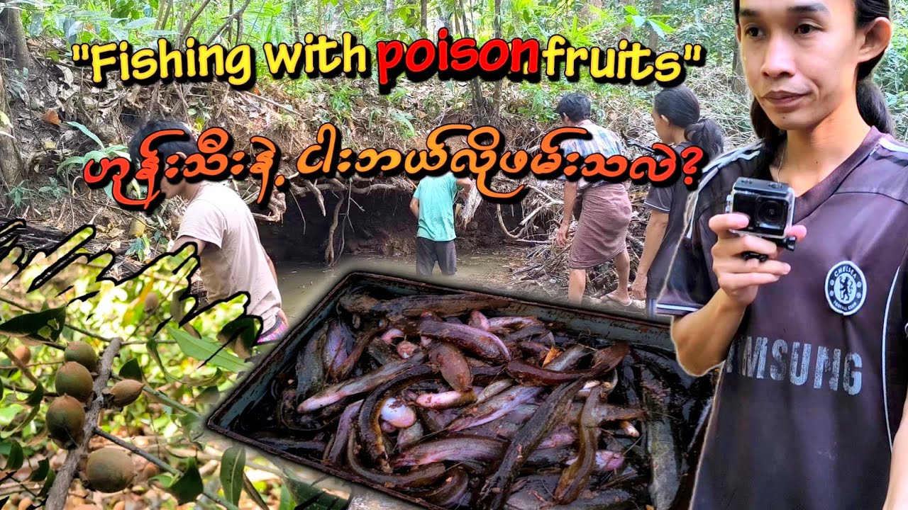 (Jungle fishing)Traditional Plant-Based Fishing | ထူးထူးဆန်းဆန်း 