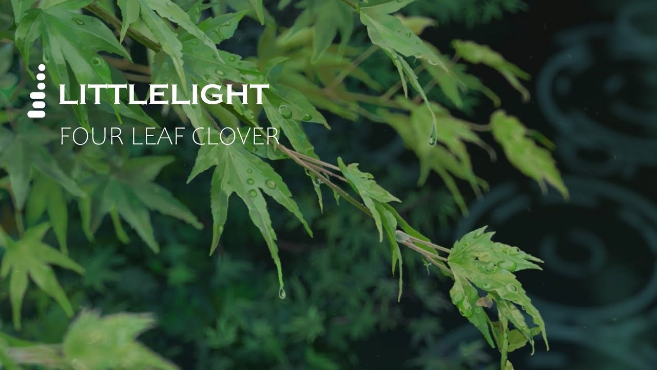 littlelight - four leaf clover