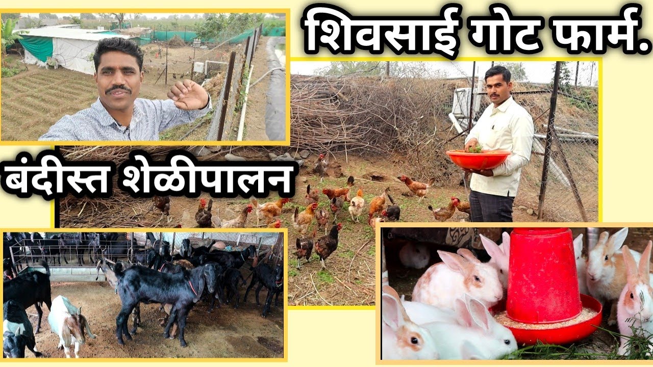 शिवसाई गोट फार्म | बंदिस्त गावरान शेळीपालन  #shelipalan #goatfarming