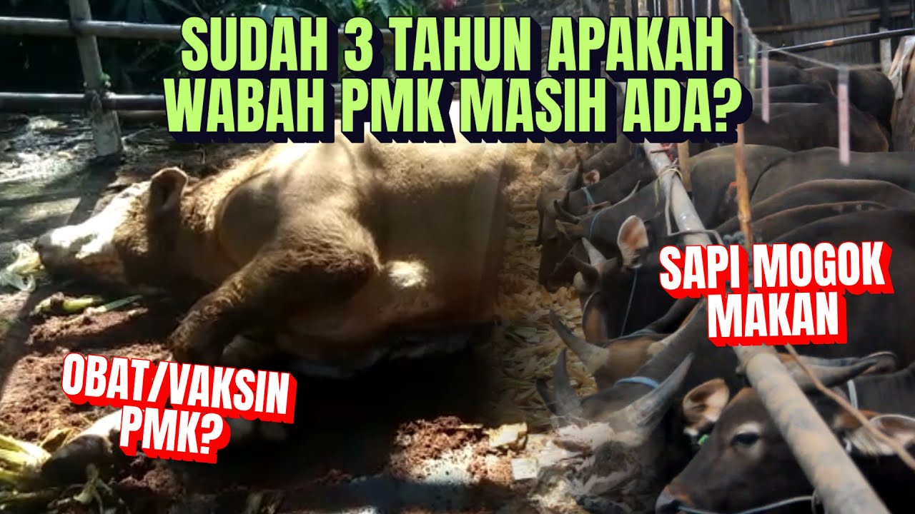 Apakah PMK Sapi Masih Ada?