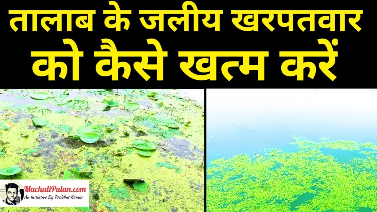 तालाब से खरपतवार कैसे हटाये । how to remove aquatic weeds from pond ।। machali kaise pale | prabhat