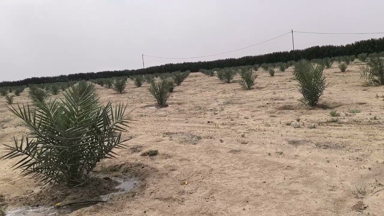 مواطن من محافظة البصره حول الصحراء الى واحه خضراء جميله من النخيل البرحي