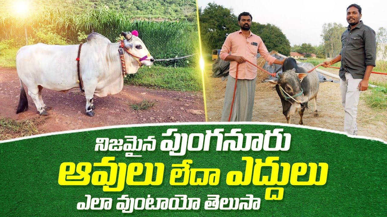 నిజమైన పుంగనూరు ఆవు ఎలా వుంటుందో తెలుసా | Original Punganur Cow Breed | Short Cows | AgriTech Telugu