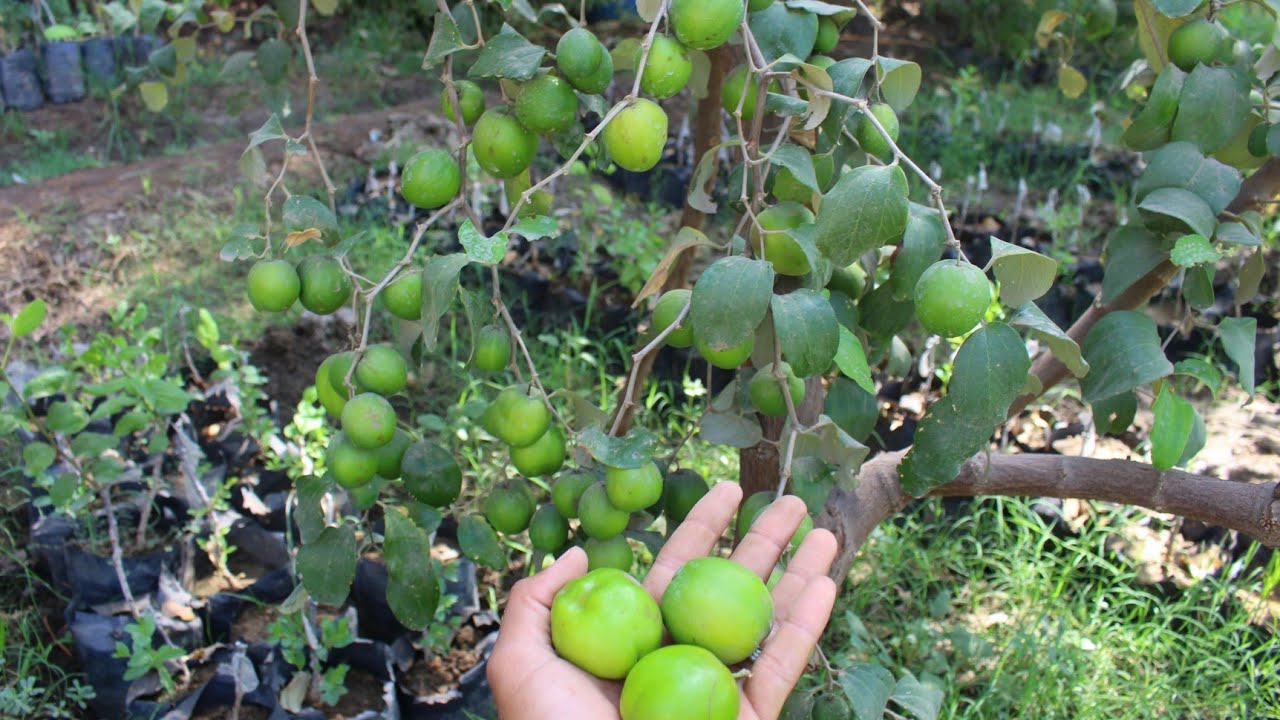 أثمار النبق التايلاندى  الصيفي ولا الشتوي |مهم جدا لمزارعين السدر| Big JujubeFruit Thailand