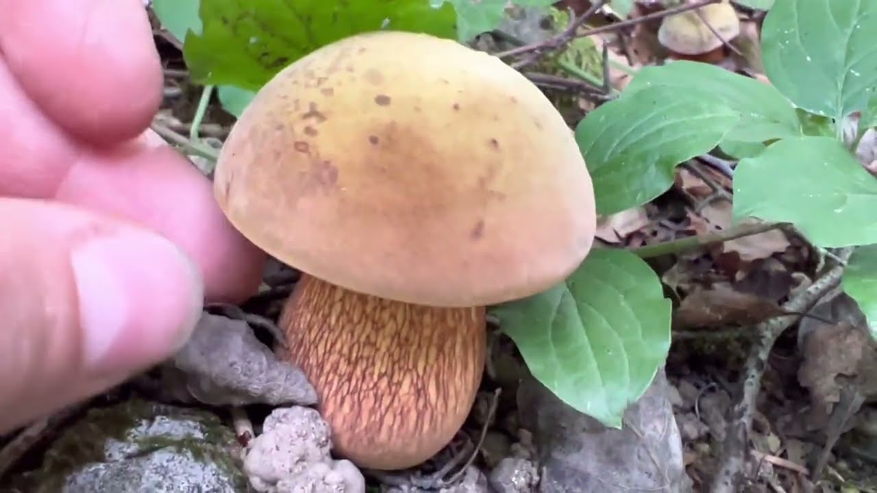 Erste Sommersteinpilze und mehr in der Schweiz im Juli