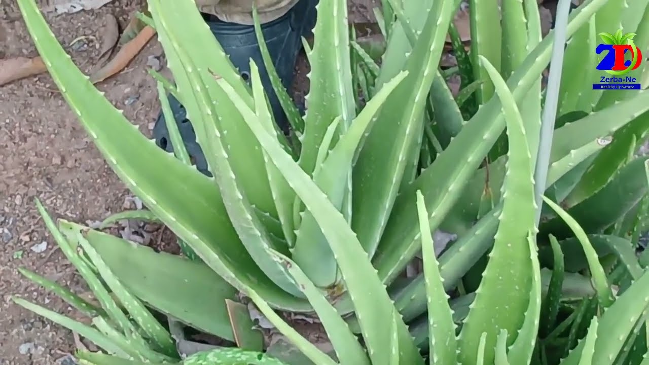THE HEALTH BENEFITS OF ALOE VERA || STEPHEN GARIBA 