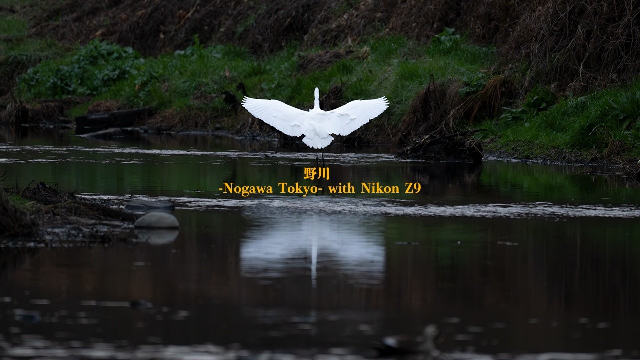 東京野鳥景「2月の野川 」with Nikon Z9 / NIKKOR Z 180-600mm f/5.6-6.3 VR