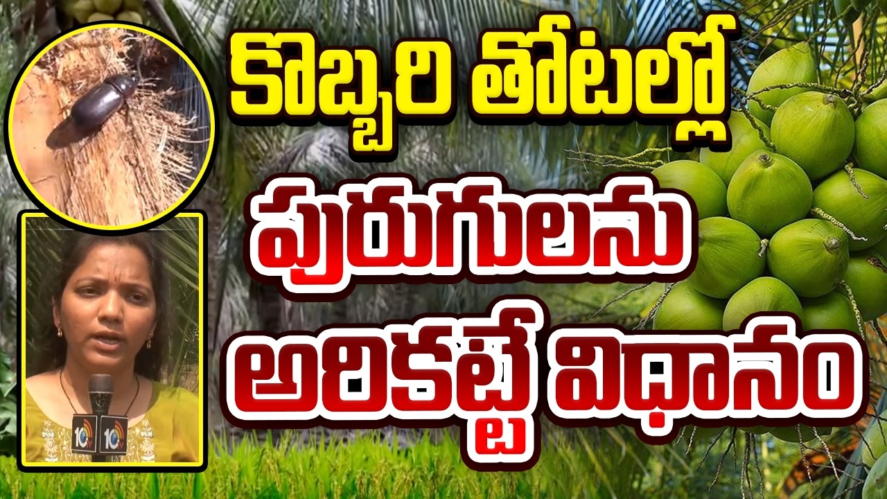 Effective Ways to Control Pests in Coconut Plantations |కొబ్బరి తోటల్లో పురుగులను అరికట్టే విధానం