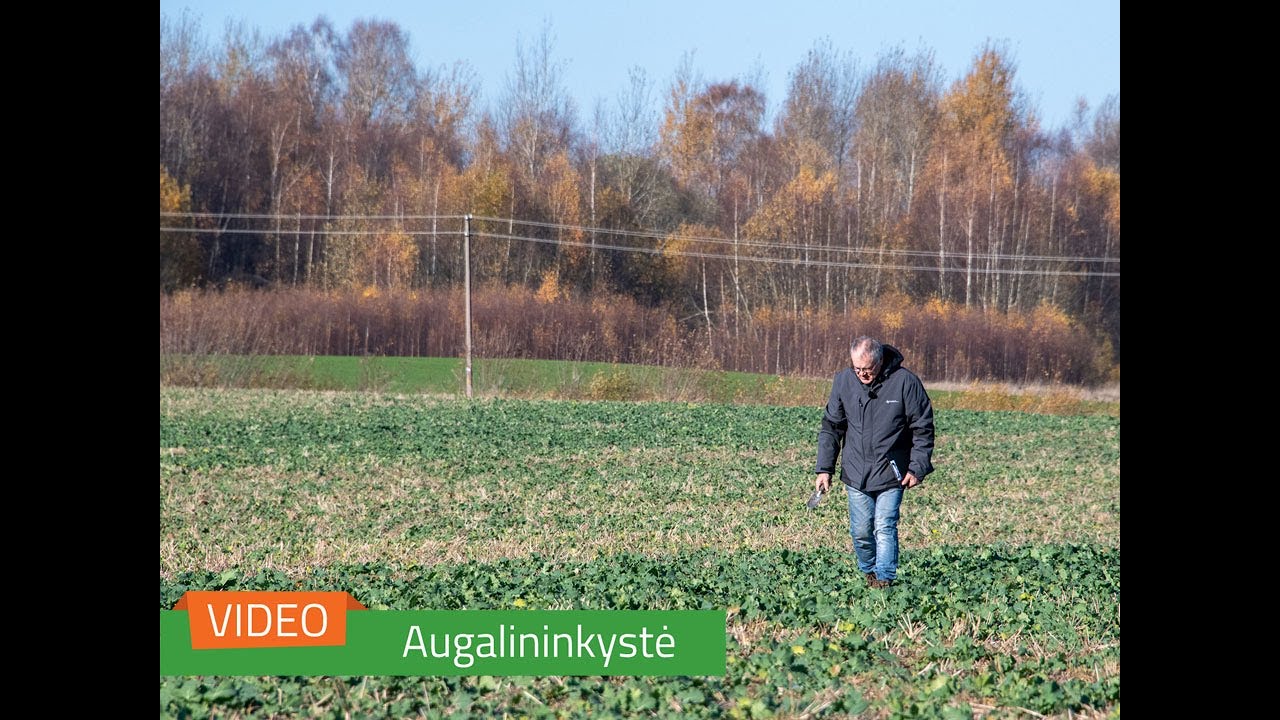 IKMIS 2021 ruduo. Pasėlių stebėjimas &ndash; situacija Kelmės rajone