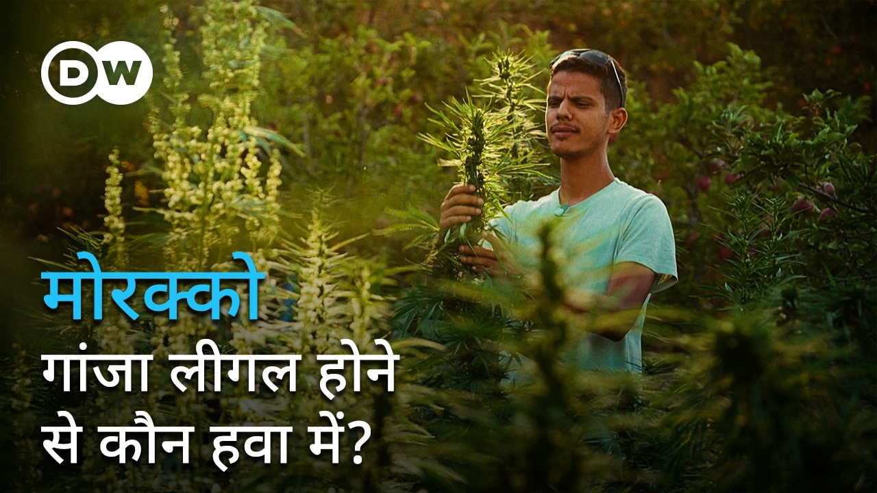 गांजा लीगल किए जाने का ये पहलू नहीं जानते होंगे आप! | DW Documentary हिन्दी