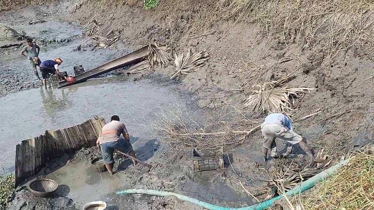 কি কি মাছ আছে  দে খি