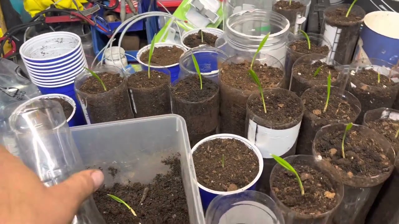 Growing cold weather windmill palms from seed