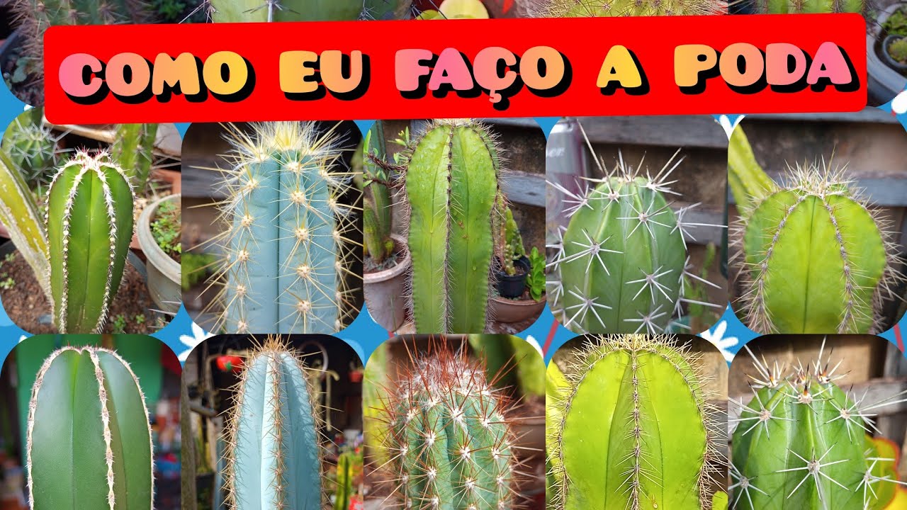 COMO eu Faço a PODA dos CACTOS COLUNARES: E Assim que eu Faço!#podadecactos#cactoscolunares
