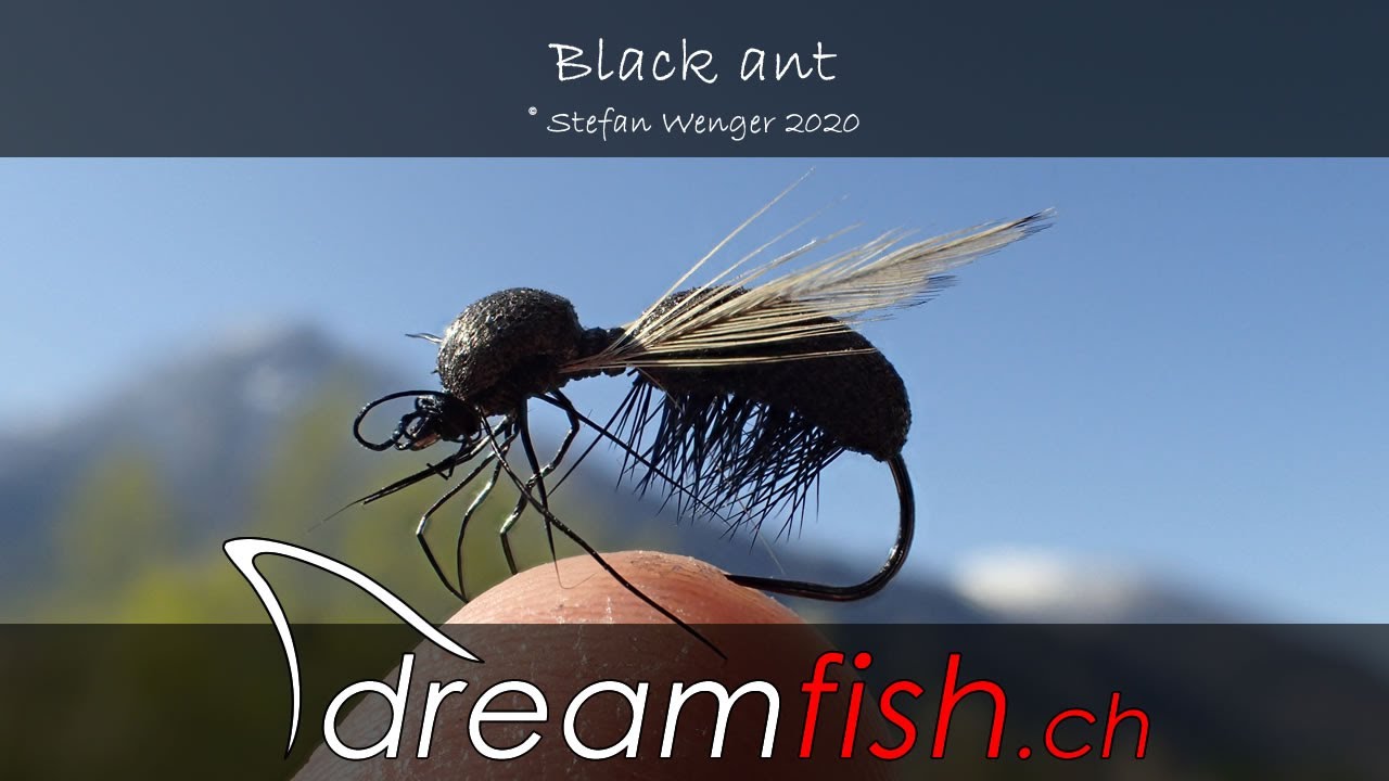 Black ant