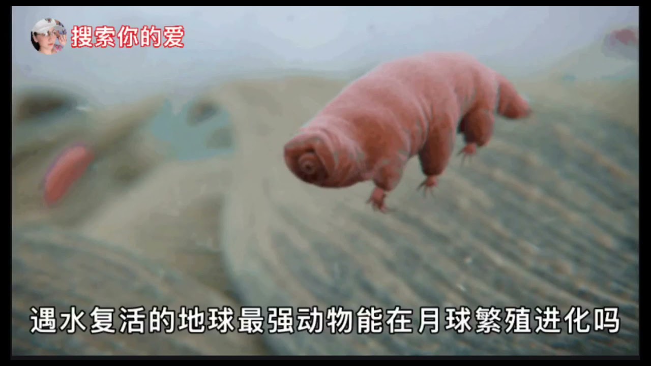 遇水复活的&ldquo;地球最强&rdquo;动物能在月球繁殖进化吗？