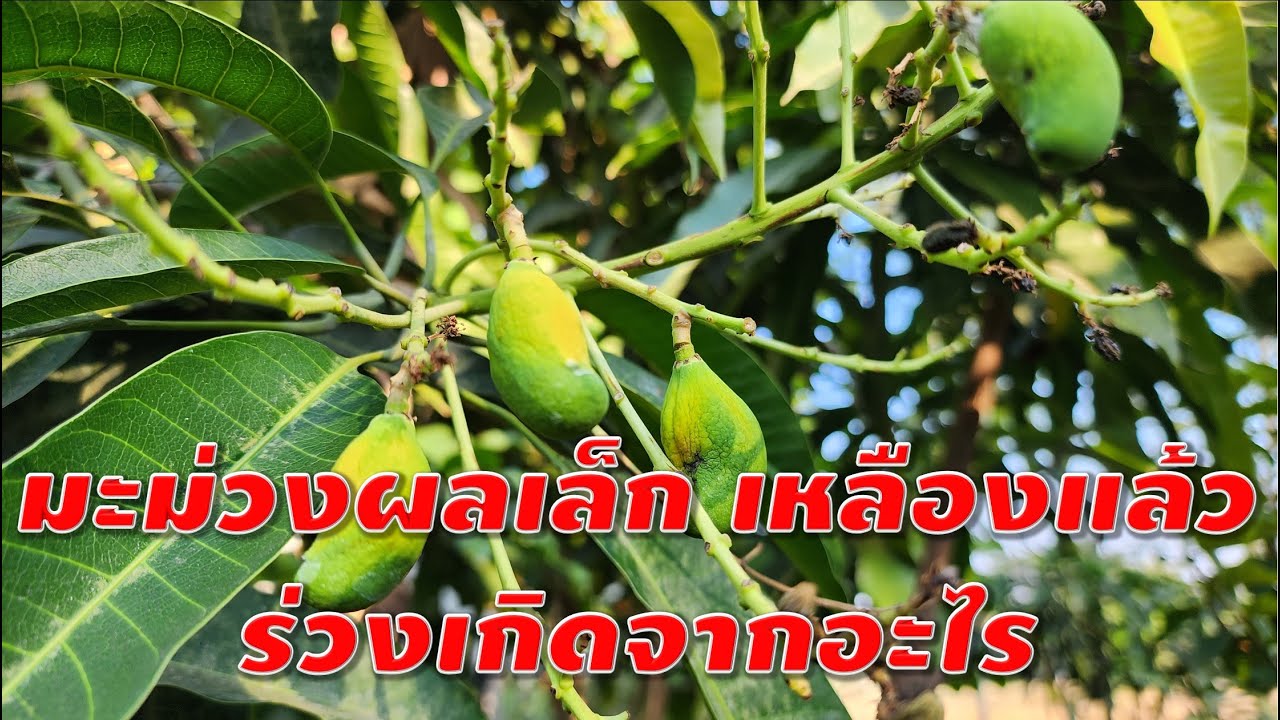 มะม่วงผลเล็ก เหลืองแล้วร่วงเกิดจากอะไร