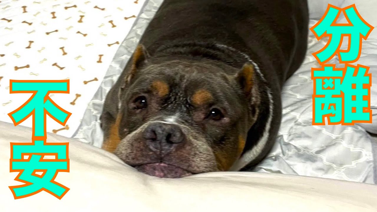 【分離不安】飼い主が転々と変わりネグレクト状態で保護したが極度の分離不安でまずはクレートトレーニング
