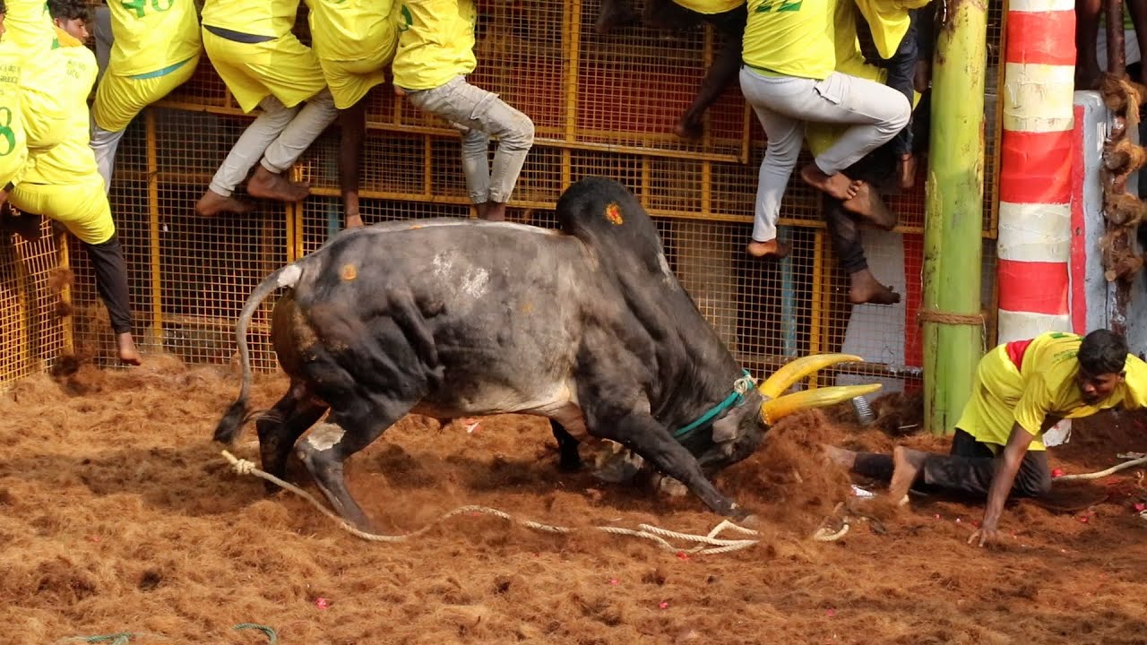 2026 சத்திரவெள்ளாளப்பட்டி ஜல்லிக்கட்டு Hilights, Chathiravellalappatty Jallikkattu