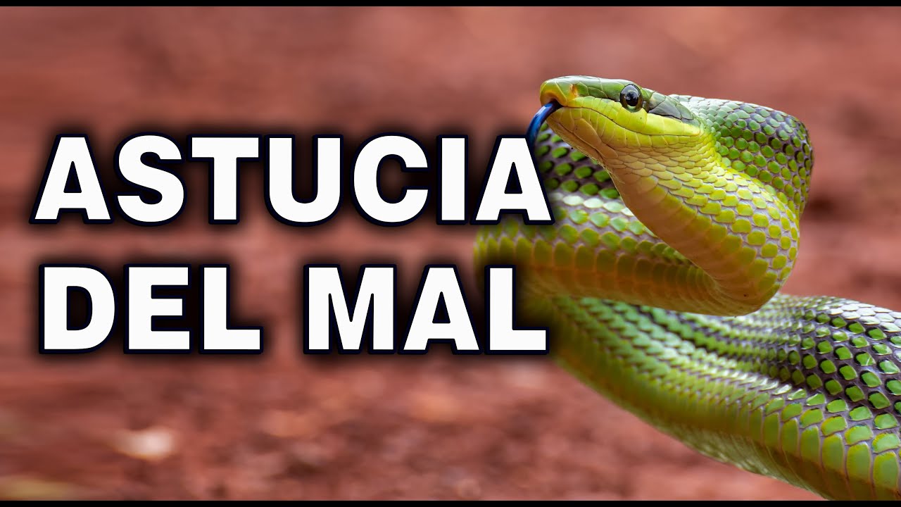 Los buenos debemos ser más astutos que el mal. Meditación. #buenasnochesconmaria