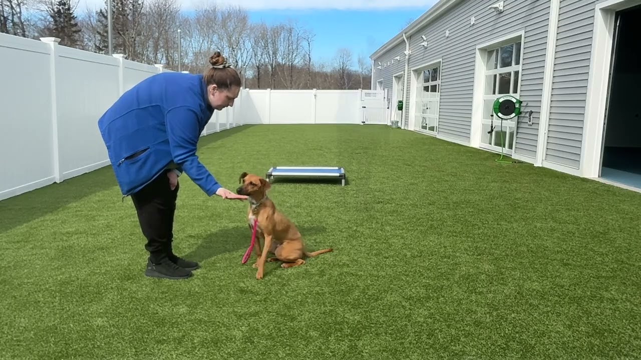 Maverick- Working on sit, come, down, place, leave it, leash walking, look, gentle, and off