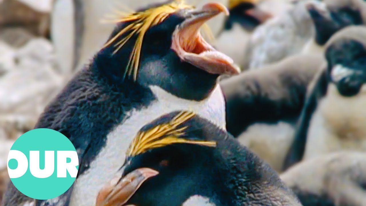 Antartica Part 2: The Most Isolated Place On Earth (Narrated By Sir Anthony Hopkins) | Our World