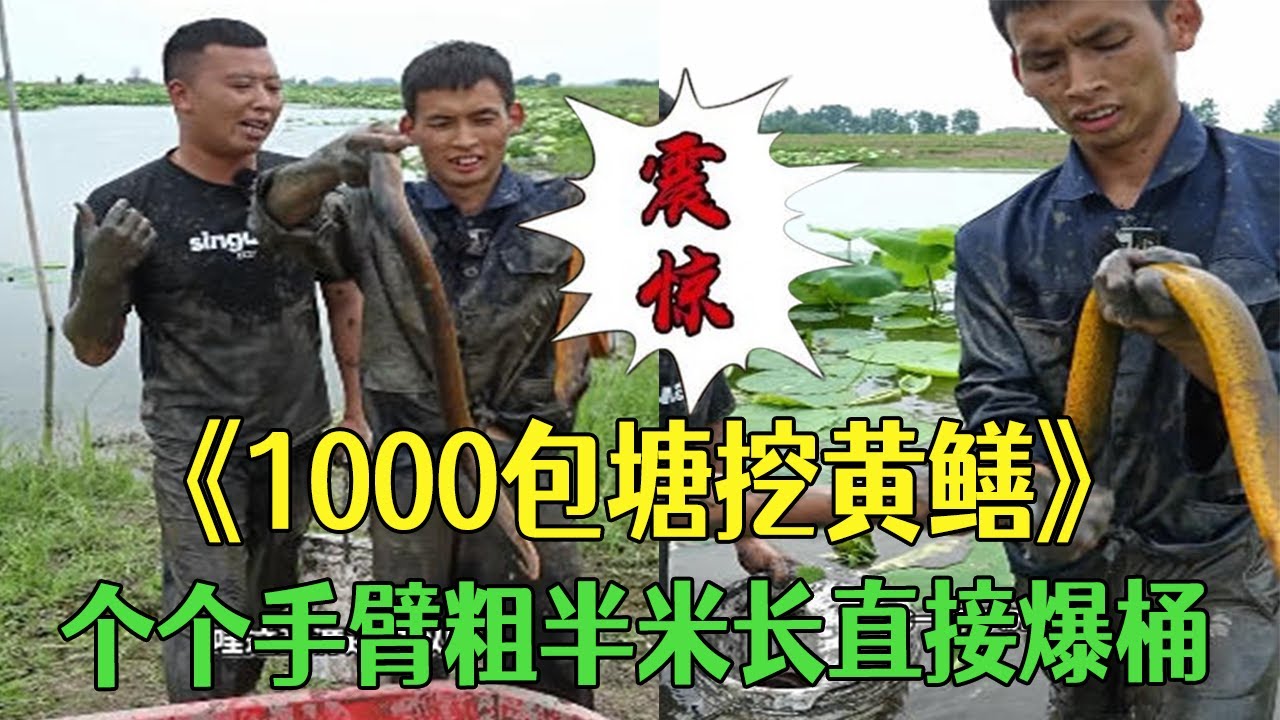 花1000包塘挖黃鳝，個個手臂粗半米長直接爆桶#三農 #新農人計劃2025 #戶外 #鄉村守護人 #小飛哥 #包塘 #大熱門