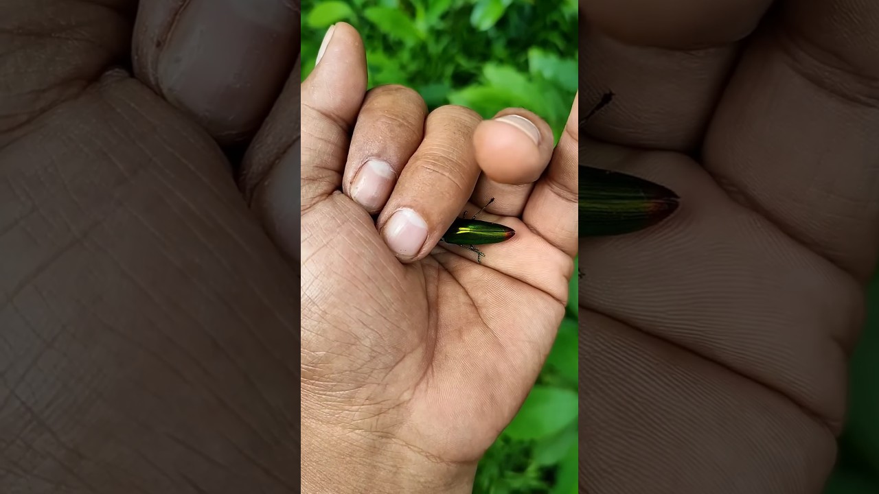 It is the Beautiful Smaller shiny jewel beetle
