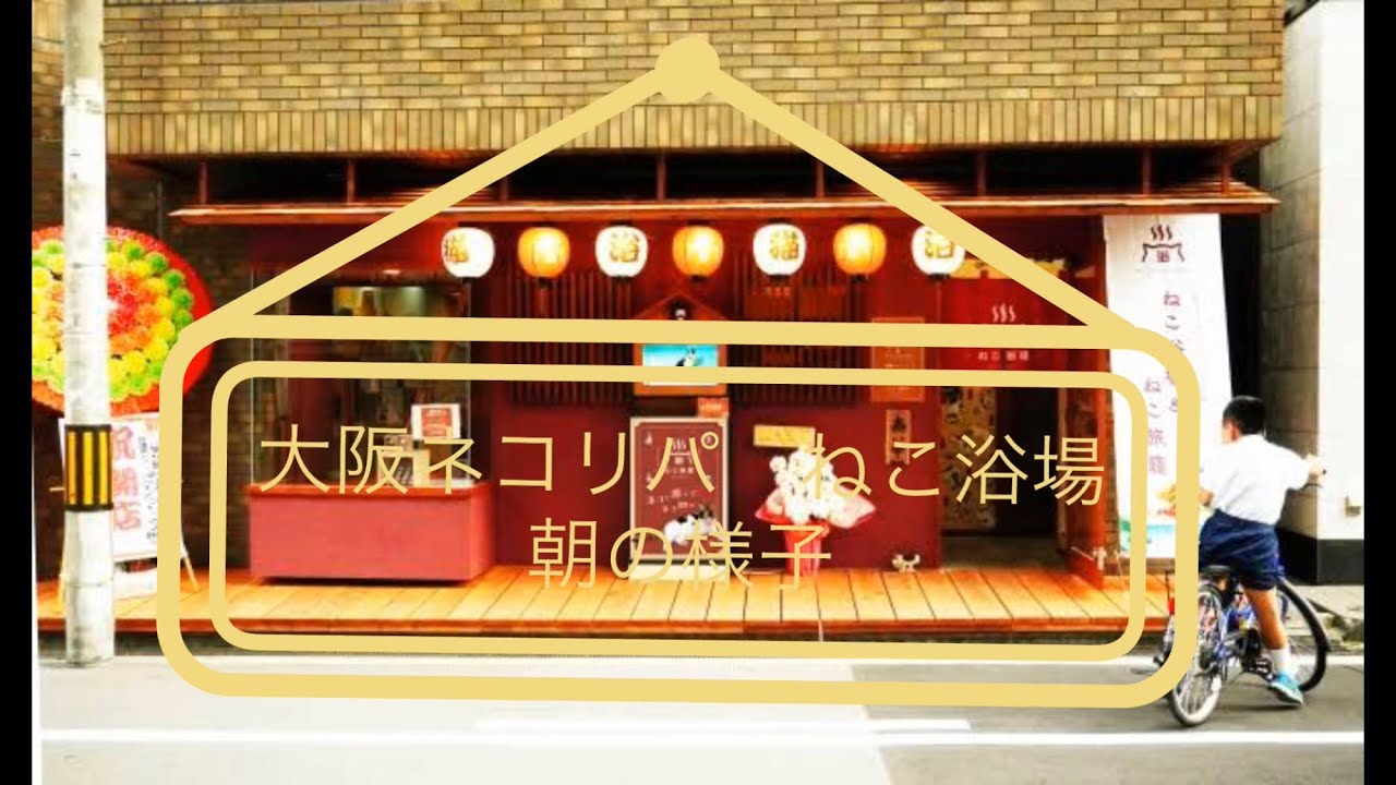 大阪　ねこ浴場の朝。保護猫たちにおはよう攻撃してみた