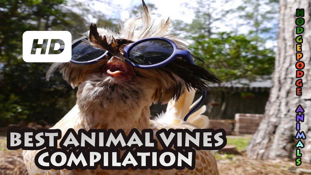 Best Animal Vines Compilation